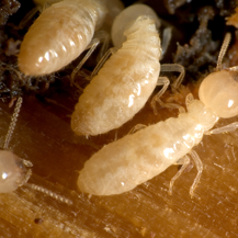 termite control Beach Haven West NJ