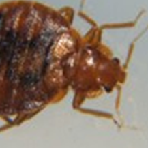 bed bug control Atlantic Highlands