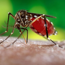 mosquito control Atlantic Highlands